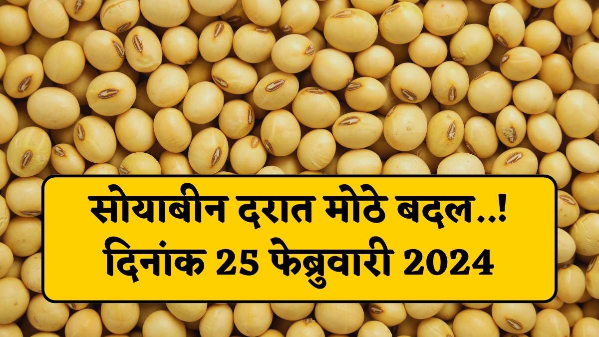 Soyabean rate today 25 February