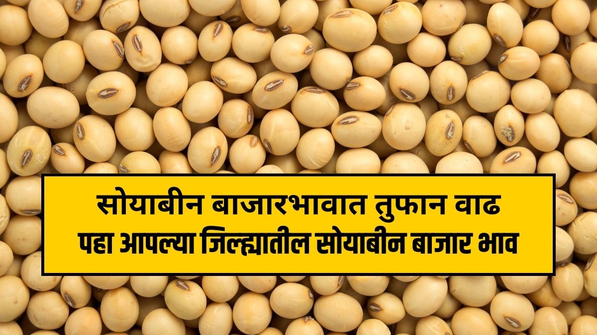 Soyabean price today 23 february