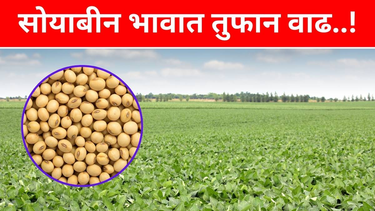 Soyabean Rate Today 17 February